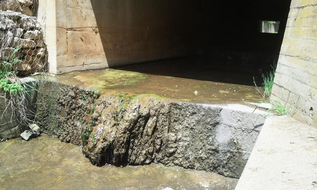 Rio Salivoli (Piombino) - rospi smeraldini in città!